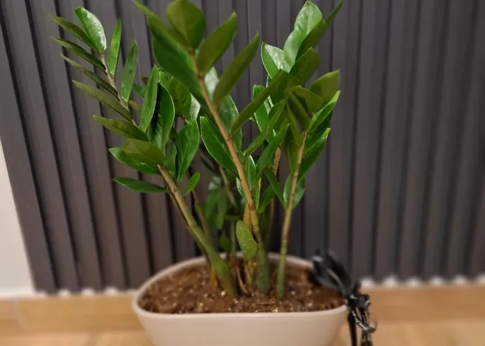 Apartamento Noar Vlorë